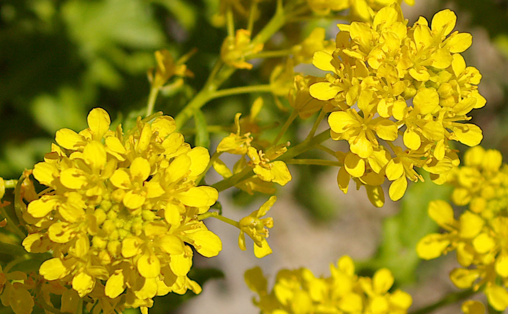 Sisymbrium austriacum / Erba cornacchia austriaca